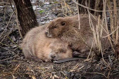 Eurasian Beaver