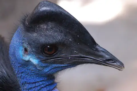 Dwarf Cassowary
