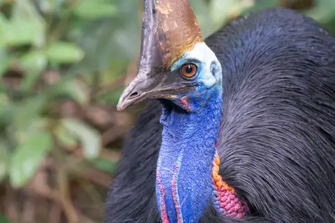 Southern Cassowary
