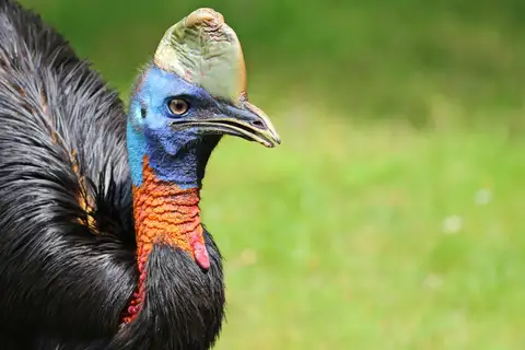 Northern Cassowary