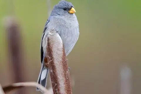 Band-tailed Seedeater