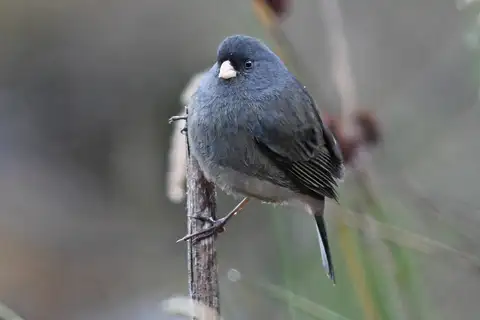 Paramo Seedeater