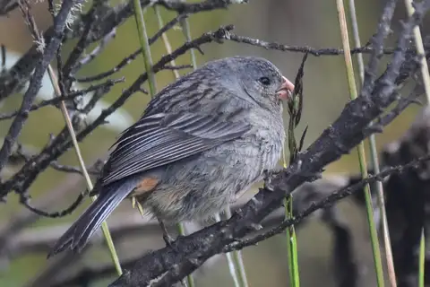 Plain-colored Seedeater