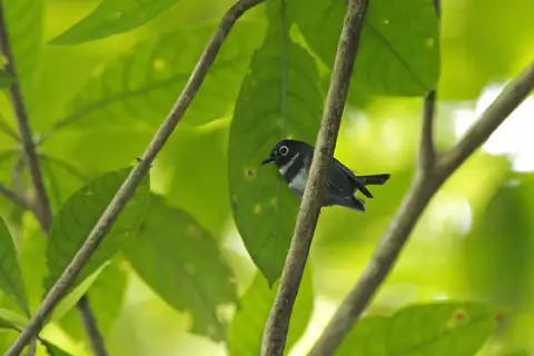 Whistling Warbler