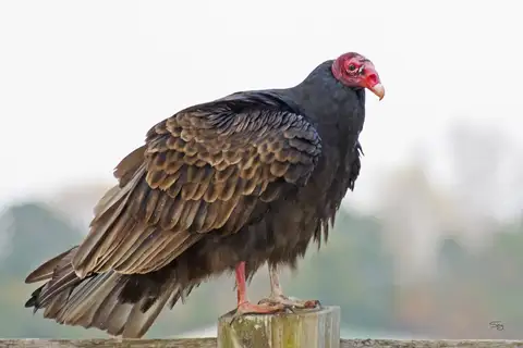 Turkey Vulture