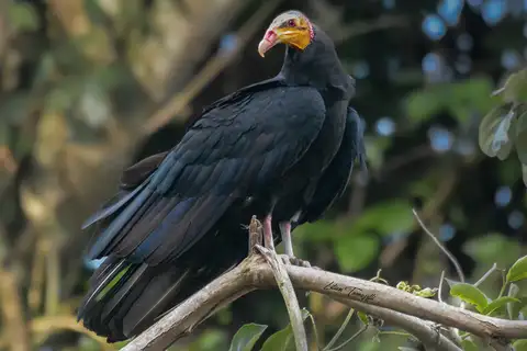 Greater Yellow-headed Vulture