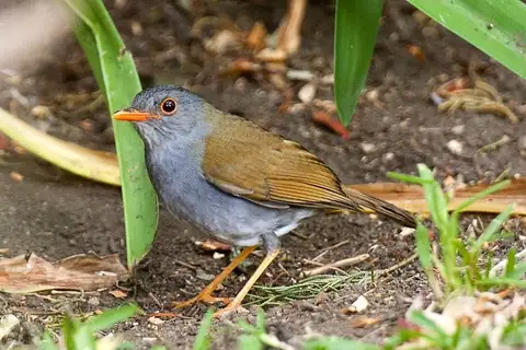 Orange-billed Nightingale-Thrush