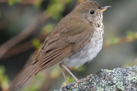 Bicknell's Thrush
