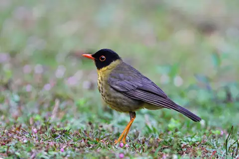 Yellow-throated Nightingale-Thrush