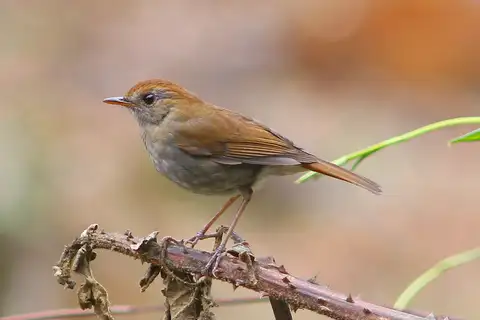 Ruddy-capped Nightingale-Thrush