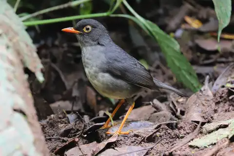 Slaty-backed Nightingale-Thrush
