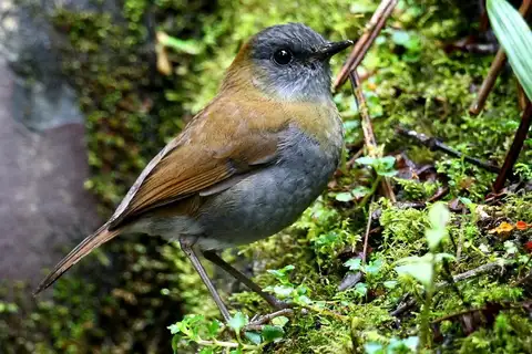 Black-billed Nightingale-Thrush
