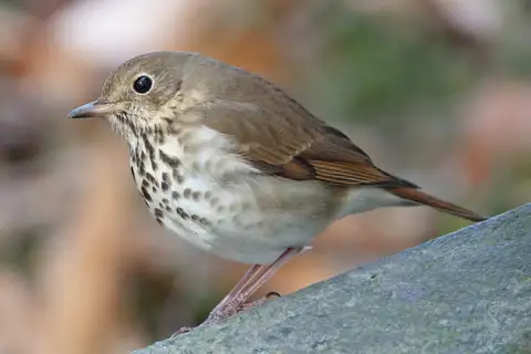 Hermit Thrush