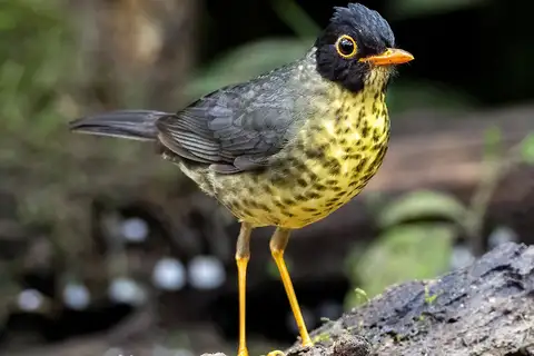 Speckled Nightingale-Thrush