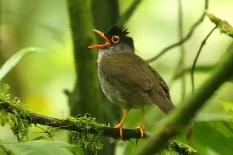 Black-headed Nightingale-Thrush