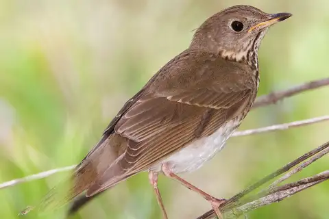 Grey-cheeked Thrush