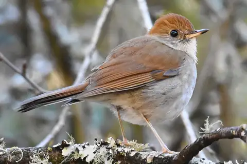 Russet Nightingale-Thrush