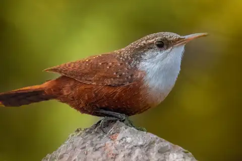 Canyon Wren