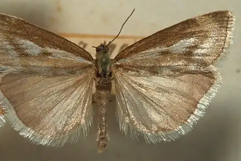 Catoptria combinella