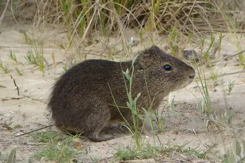 Brazilian Guinea Pig