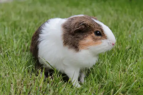 Domestic Guinea Pig