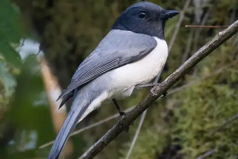 Comoro Cuckooshrike