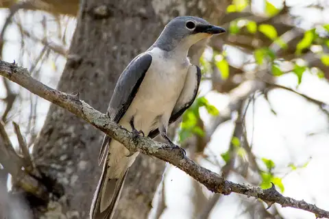 White-breasted Cuckooshrike