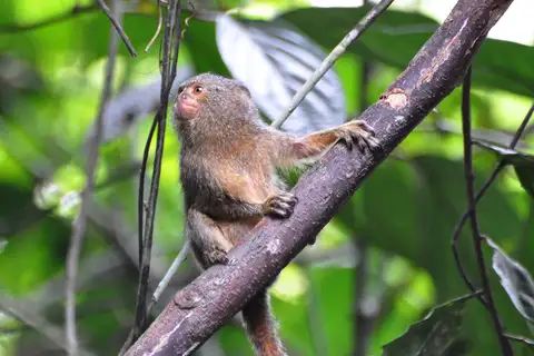 Western Pygmy Marmoset