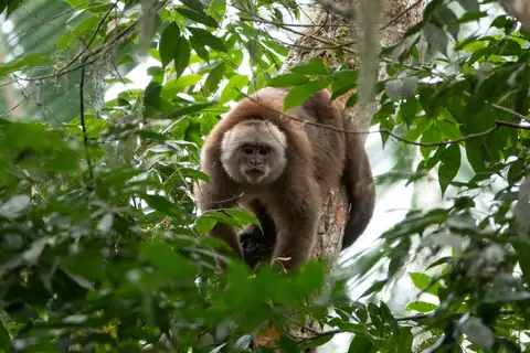 Ecuadorian White-fronted Capuchin