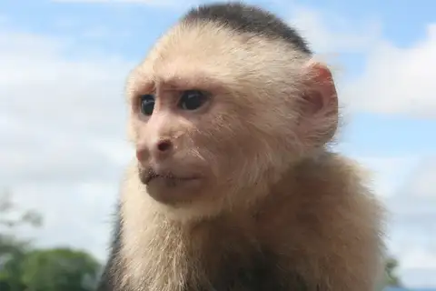 Colombian White-throated Capuchin