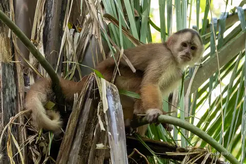Shock-headed Capuchin