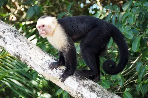 Central American White-faced Capuchin