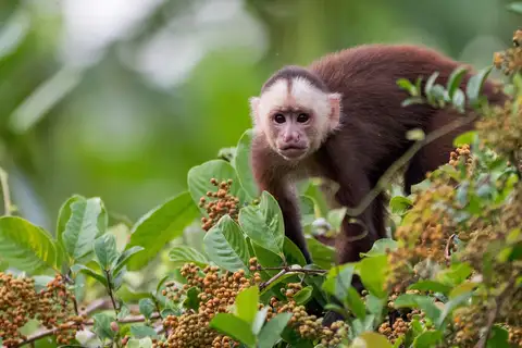 Varied Capuchin