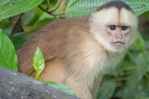 Marañón white-fronted capuchin