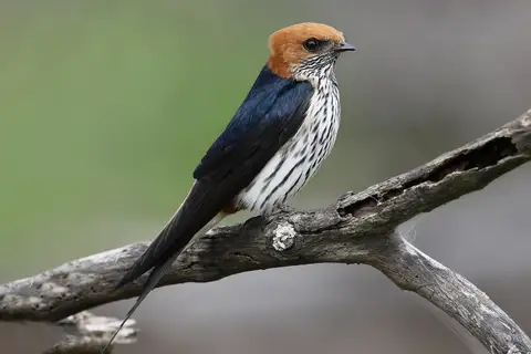 Lesser Striped Swallow