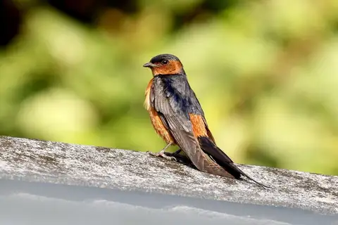 Rufous-bellied Swallow