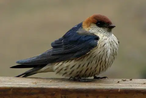 Greater Striped Swallow