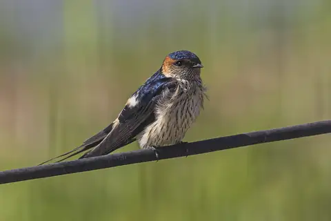 Eastern Red-rumped Swallow
