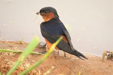 Sri Lanka Swallow