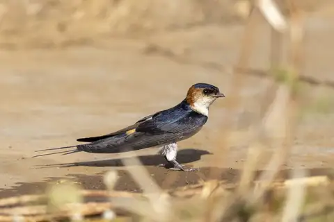 African red-rumped swallow