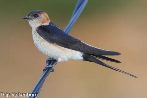 European Red-rumped Swallow