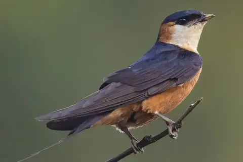 Mosque Swallow