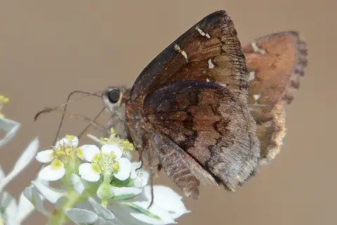 Northern Cloudywing