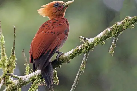 Chestnut-colored Woodpecker