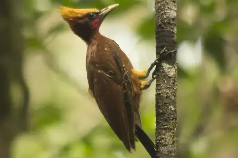 Chestnut Woodpecker