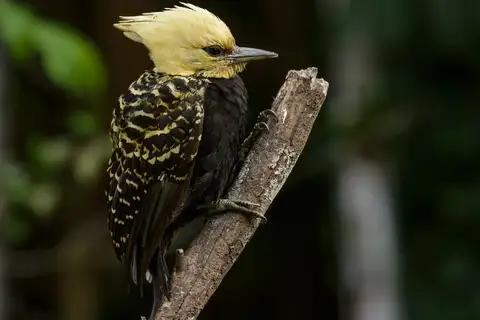 Blond-crested Woodpecker