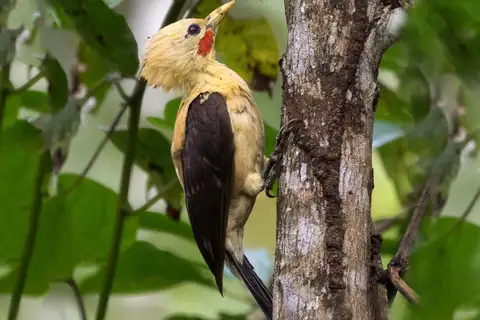 Cream-colored Woodpecker