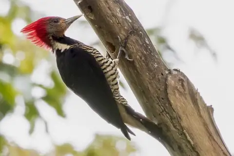 Helmeted Woodpecker