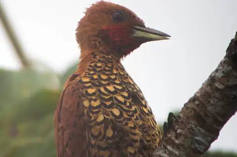 Cinnamon Woodpecker