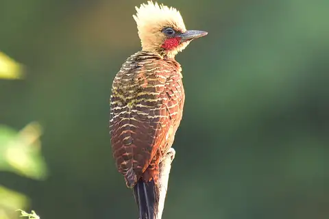 Pale-crested Woodpecker